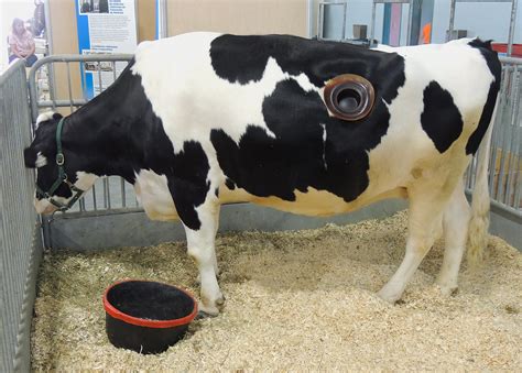 vache à hublot wiki|Des « hublots » dans la panse de vaches pour étudier leur digestion.